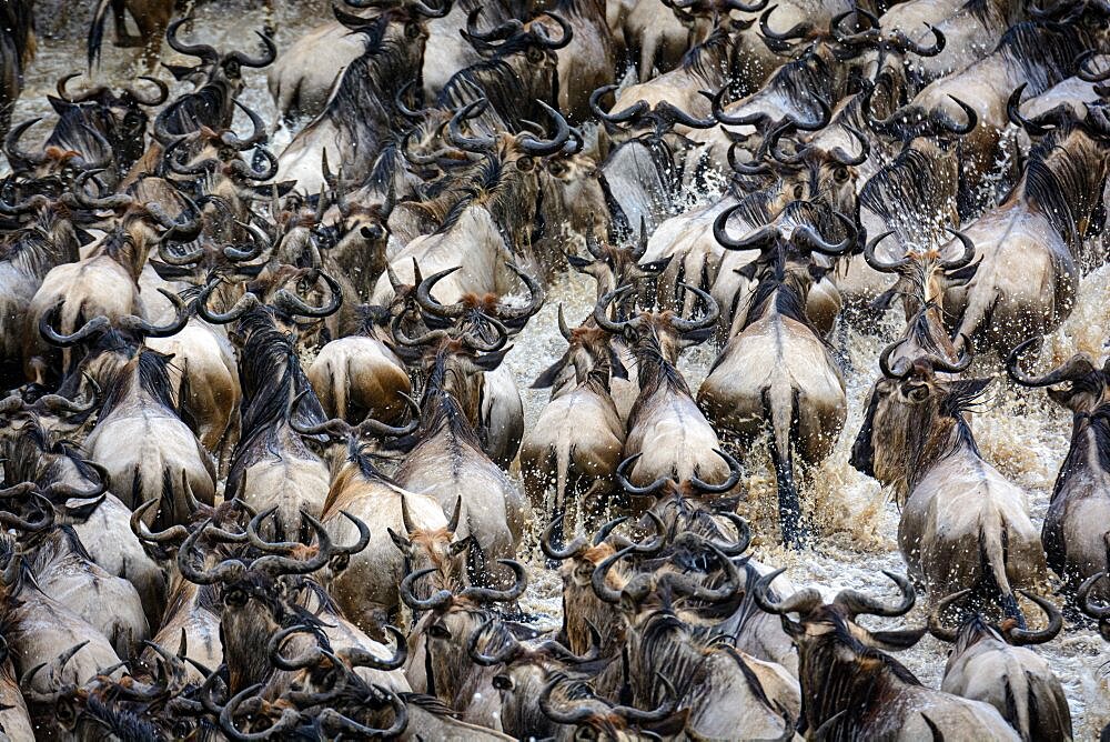 Blue wildebeest or common wildebeest, white-bearded wildebeest or brindled gnu (Connochaetes taurinus) crossing the Mara River. Serengeti National Park. Tanzania