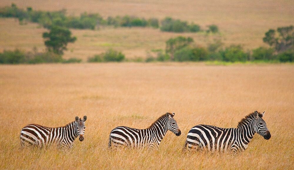 Zebras (Equus quagga) are following each other in the savannah. Kenya. Tanzania. National Park. Serengeti. Maasai Mara.