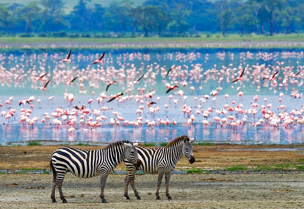 Two zebras (Equus quagga) against the background of flamingos. Ngorongoro Crater. Tanzania.