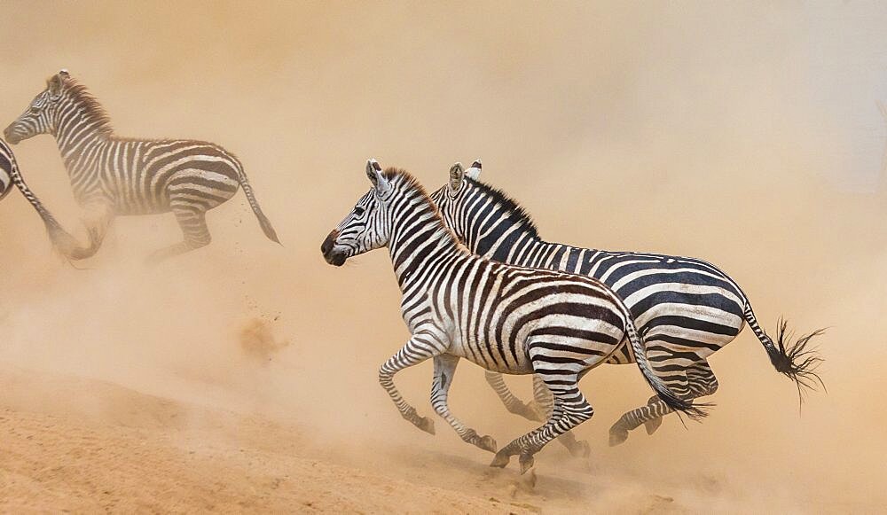 Zebras (Equus quagga) are running in savanna. Kenya. Tanzania. National Park. Serengeti. Maasai Mara.