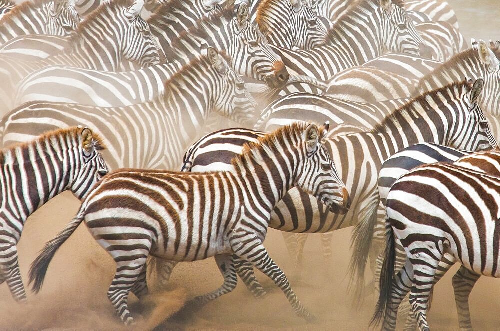 Group of zebras (Equus quagga) in the dust. Kenya. Tanzania. National Park. Serengeti. Maasai Mara.