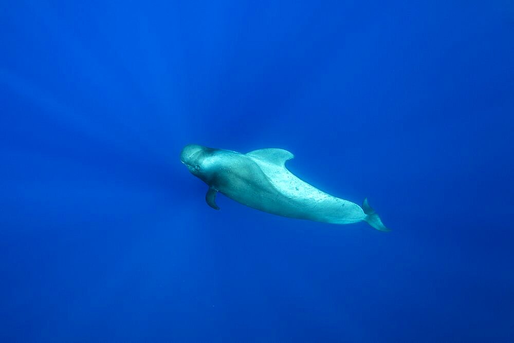 Short-finned pilot whale (Globicephala macrorhynchus) one of the two species of cetaceans in the genus Globicephala, which it shares with the long-finned pilot whale (G. melas). They are part of the oceanic dolphin family (Delphinidae). Terceira island, Azores, Portugal, Atlantic Ocean