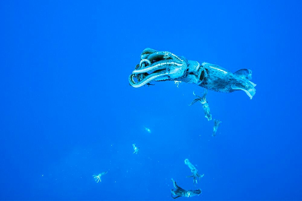 Squids regurgitated by a Short-finned pilot whale (Globicephala macrorhynchus) one of the two species of cetaceans in the genus Globicephala, which it shares with the long-finned pilot whale (G. melas). They are part of the oceanic dolphin family (Delphinidae). Terceira island, Azores, Portugal, Atlantic Ocean