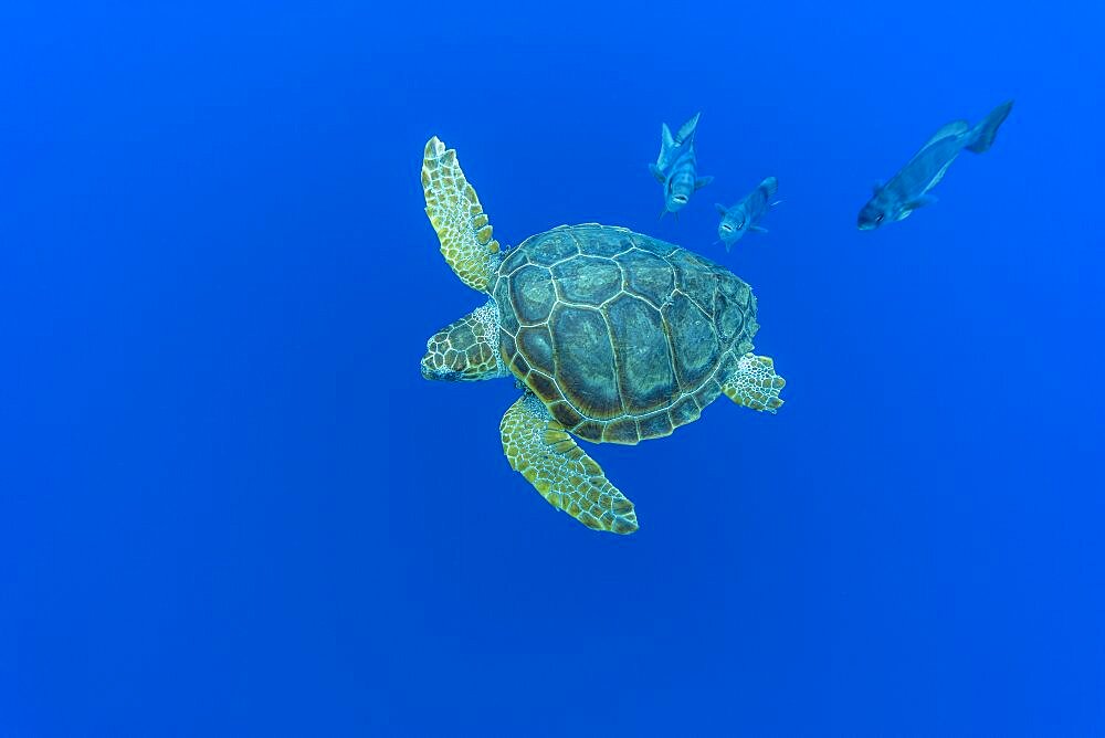 Loggerhead turtle (caretta caretta) accompanied by imperial blackfish (Schedophilus ovalis) swimming below the surface. Azores, Portugal, Atlantic Ocean.