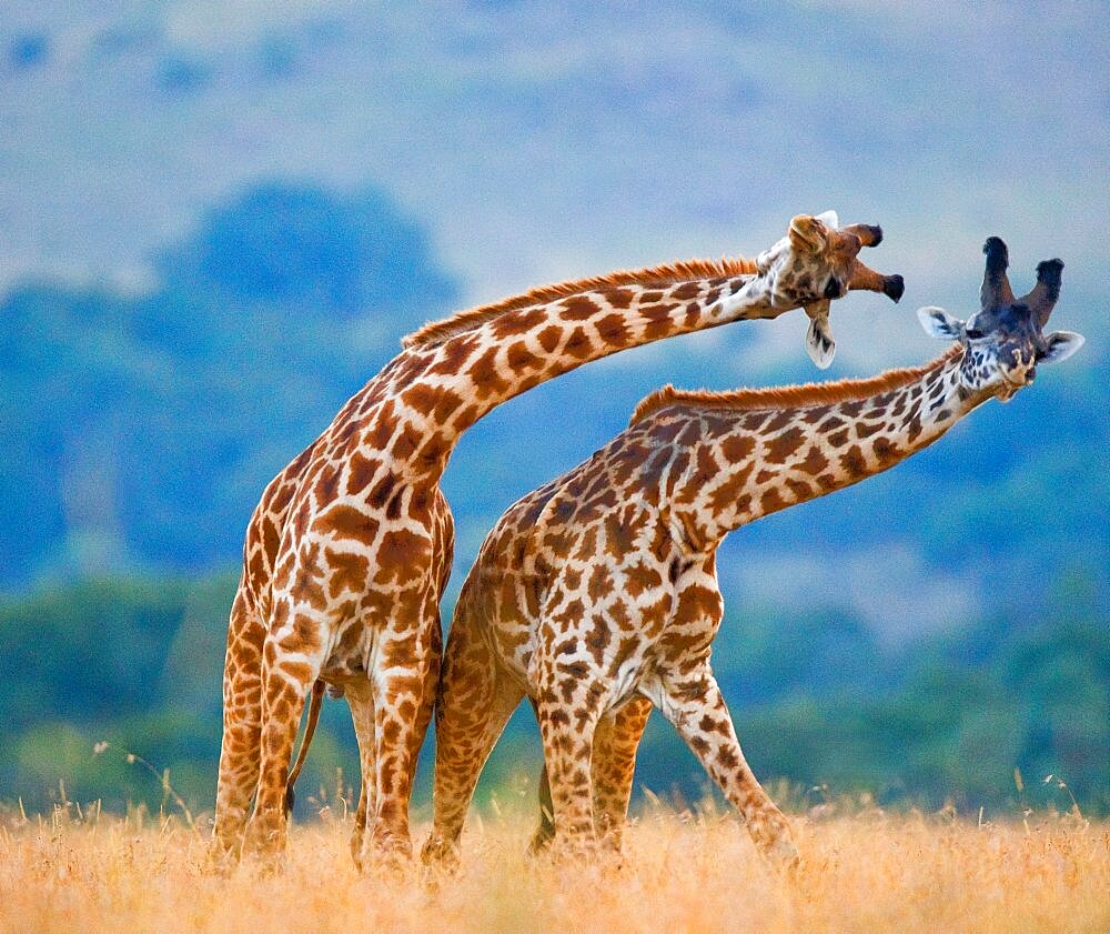 Two giraffes (Giraffa camelopardalis tippelskirchi) are fighting each other in the savannah. Kenya. Tanzania. Eastern Africa.