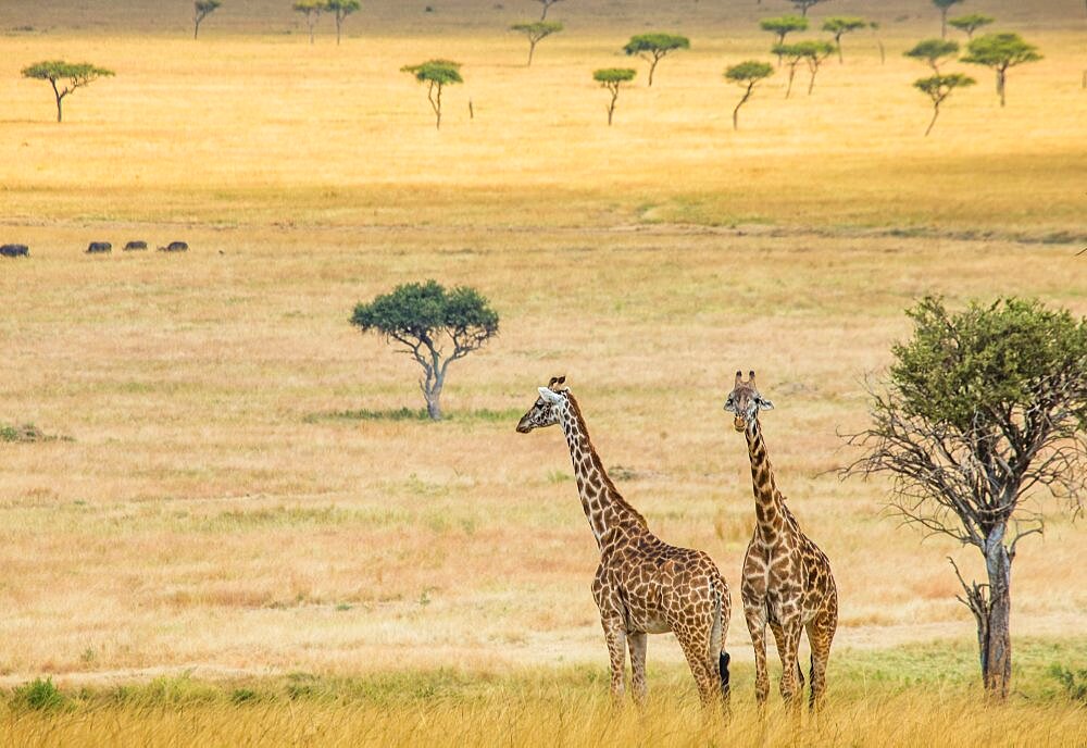 Giraffes (Giraffa camelopardalis tippelskirchi) are standing on the background of the savannah. Kenya. Tanzania. East Africa.
