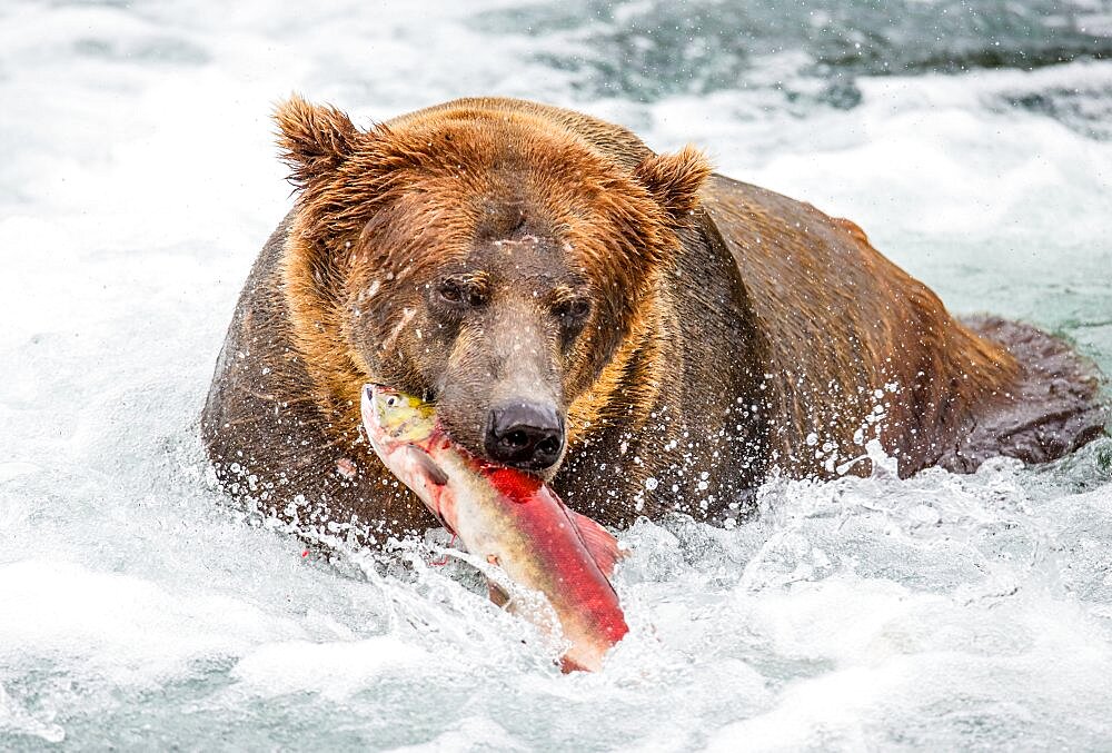 Alaska Peninsula brown bear (Ursus arctos horribilis) is catching salmon in the river. USA. Alaska. Katmai National Park.