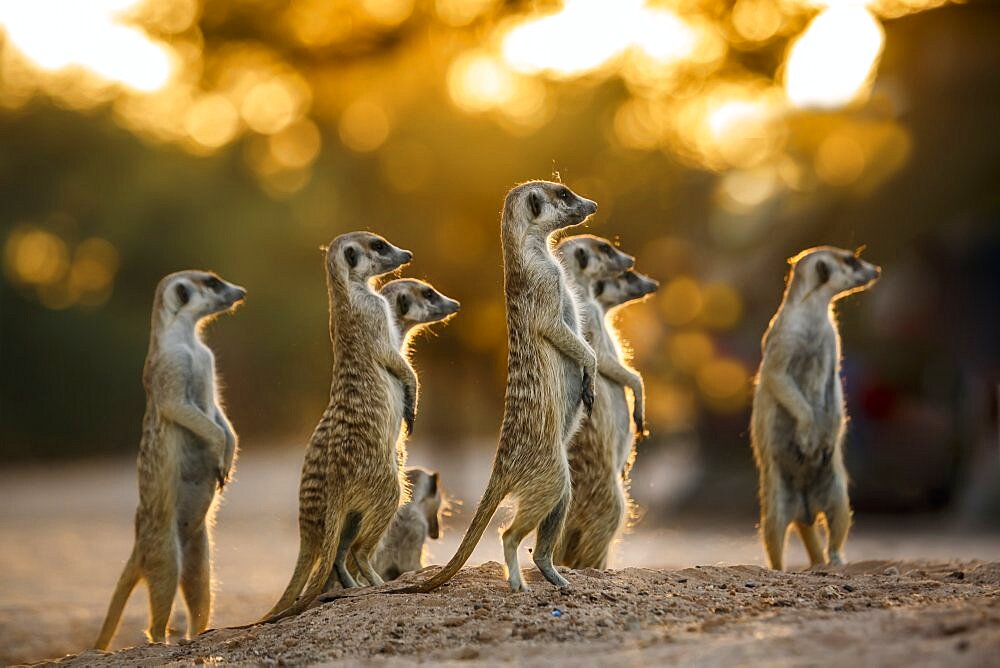 Small group of Meerkats in alert at dawn in Kgalagadi transfrontier park, South Africa; specie Suricata suricatta family of Herpestidae