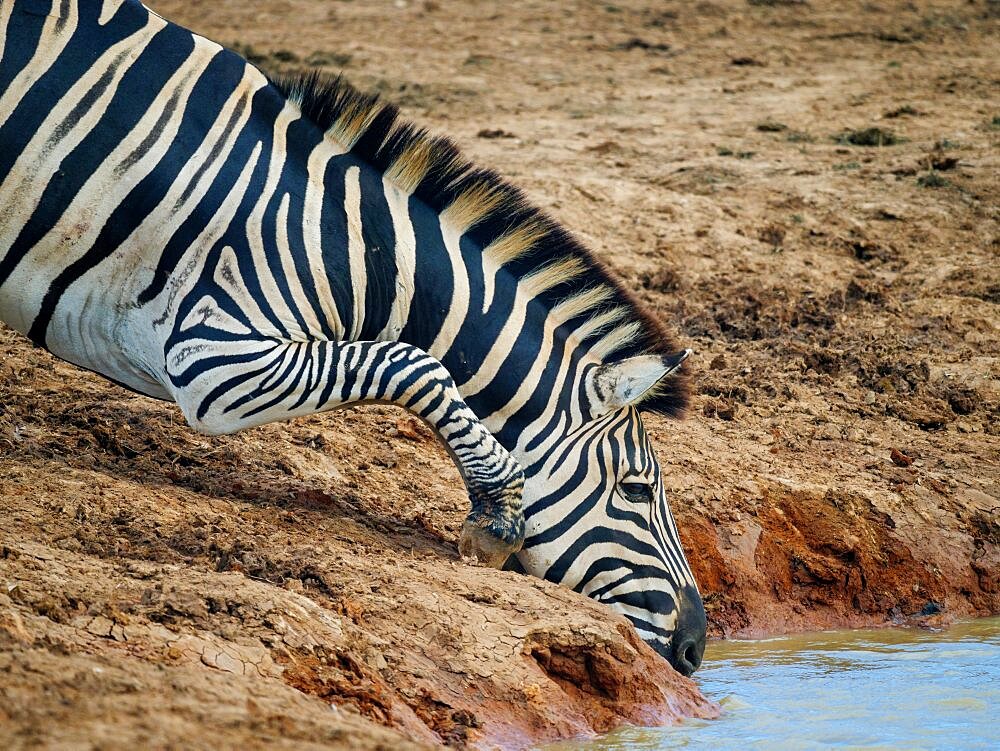 Plains zebra, or common zebra, prev. Burchell's zebra (Equus quagga prev. Equus burchellii) drinking. Eastern Cape. South Africa