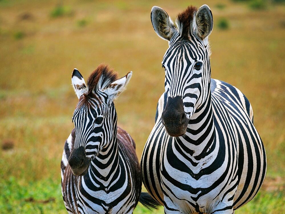 Plains zebra, or common zebra, prev. Burchell's zebra. (Equus quagga prev. Equus burchellii) mare and foal. Eastern Cape. South Africa