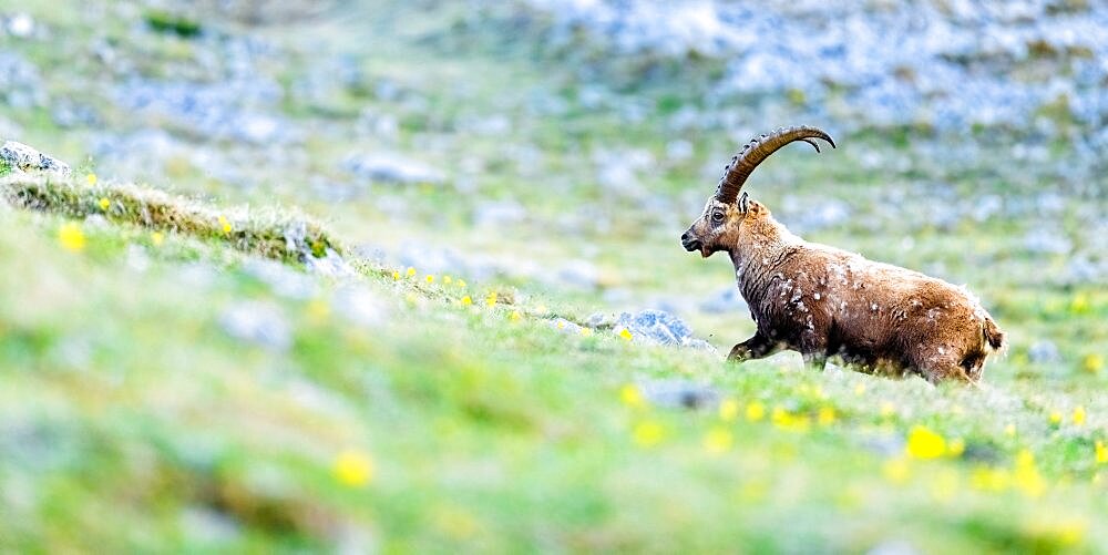 Ibex (Capra ibex) walks in the grass. Slovakia