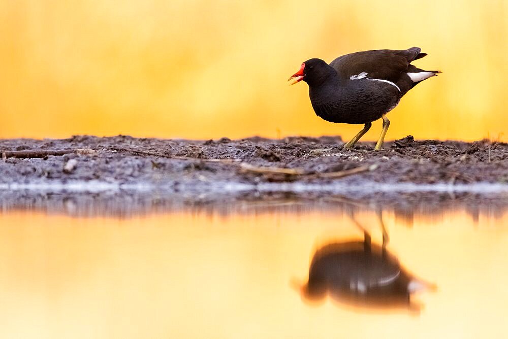 Coot (Gallinula chloropus) stands by the lake at dawn. Slovakia