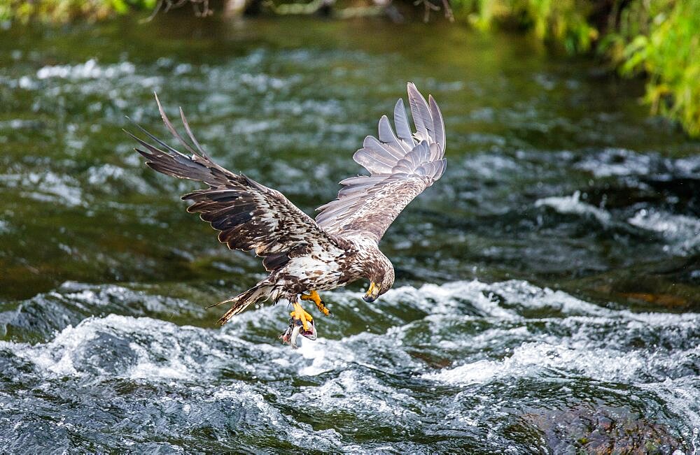 Eagle is flying with prey in its claws. Alaska. Katmai National