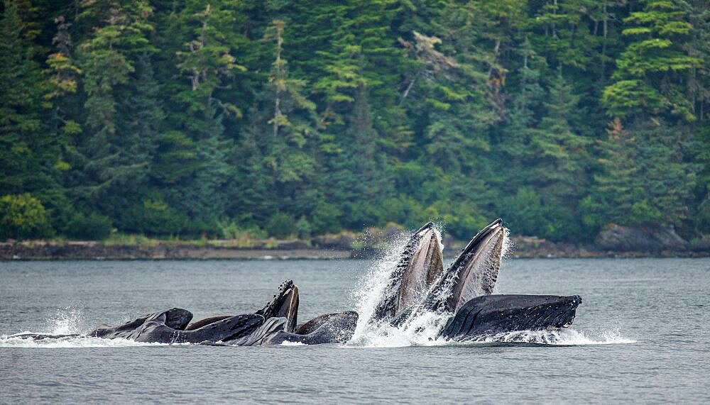 Bubble-net feeding of the Humpback whales (Megaptera novaeangliae). Chatham Strait area. Alaska. USA.