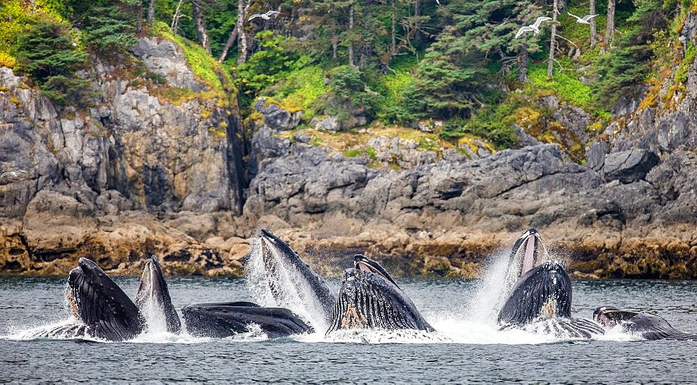 Bubble-net feeding of the Humpback whales (Megaptera novaeangliae). Chatham Strait area. Alaska. USA.