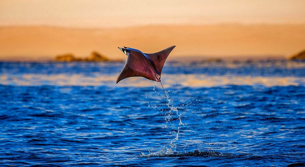 Mobula ray is jumps out of the water. Mexico. Sea of Cortez. Cal.