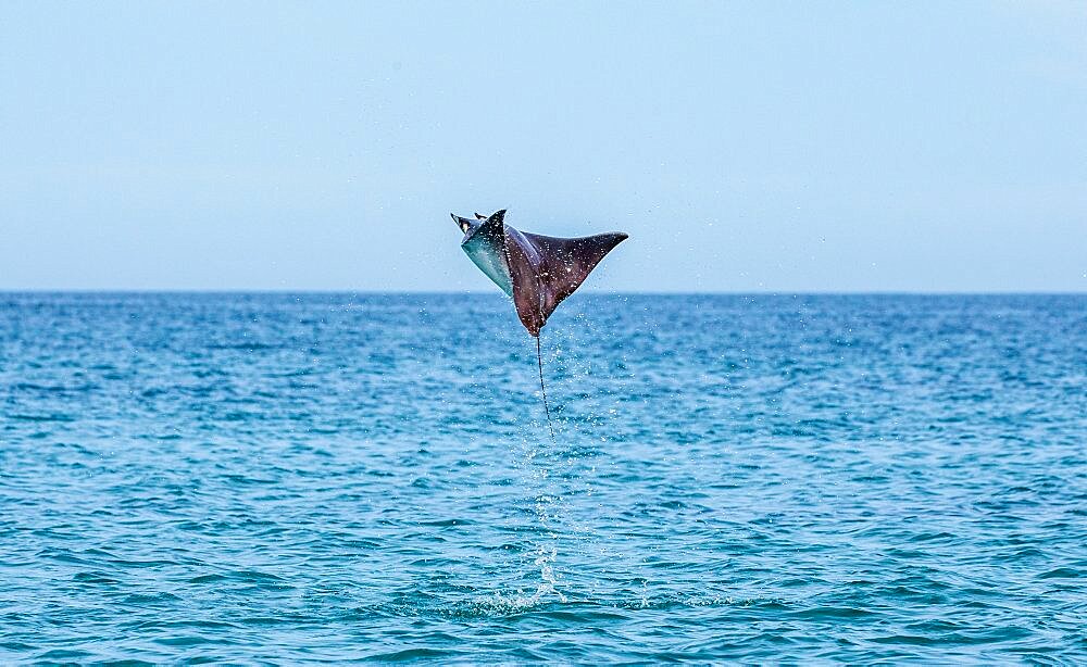 Mobula rays is jump out of the water. Mexico. Sea of Cortez. California Peninsula.