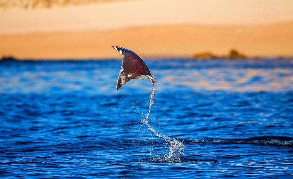 Mobula ray is jumps out of the water. Mexico. Sea of Cortez. California Peninsula.