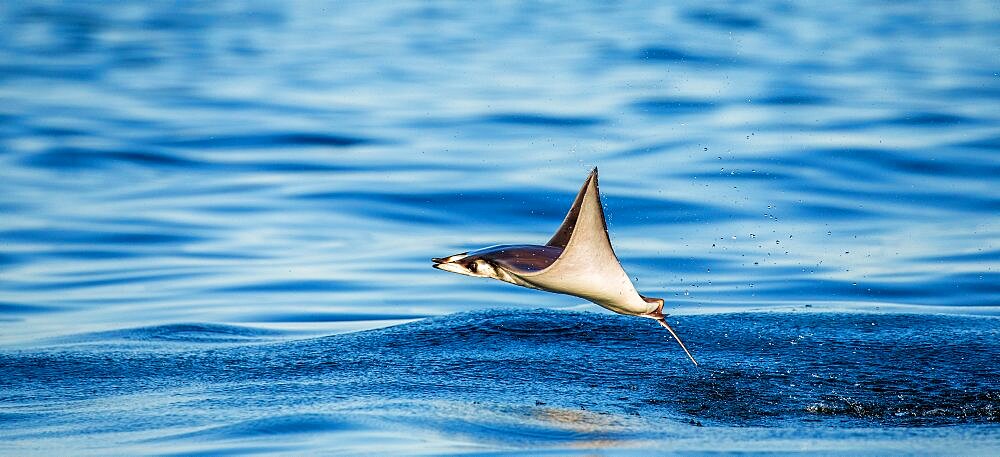 Mobula rays is jump out of the water. Mexico. Sea of Cortez. California Peninsula.