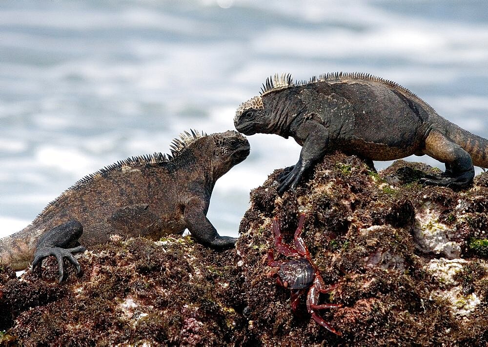 Two marine iguanas (Amblyrhynchus cristatus) are sitting on the rocks against the backdrop of the surf. Galapagos Islands. Pacific Ocean. Ecuador.