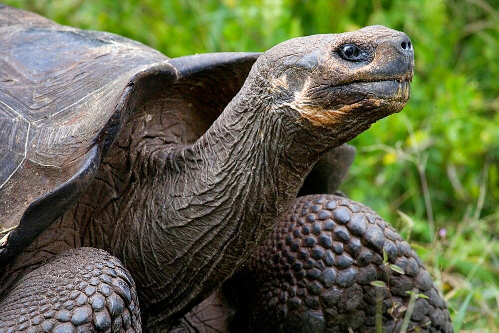 Portrait of giant tortoises (Chelonoidis elephantopus). Galapagos Islands. Pacific Ocean. Ecuador.