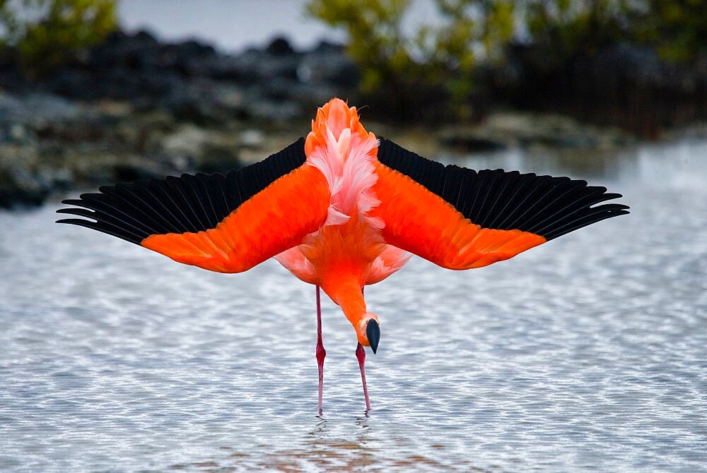 Caribbean flamingo (Phoenicopterus ruber) is standing in the lagoon. The Galapagos Islands. Birds. Ecuador.