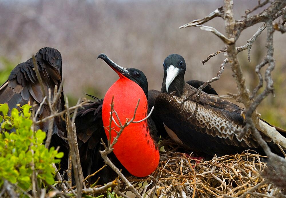 Magnificent frigatebird (Fregata magnificens) is sitting on a nest. Galapagos Islands. Birds. Ecuador.