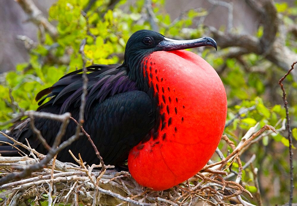 Magnificent frigatebird (Fregata magnificens) is sitting on a nest. Galapagos Islands. Birds. Ecuador.