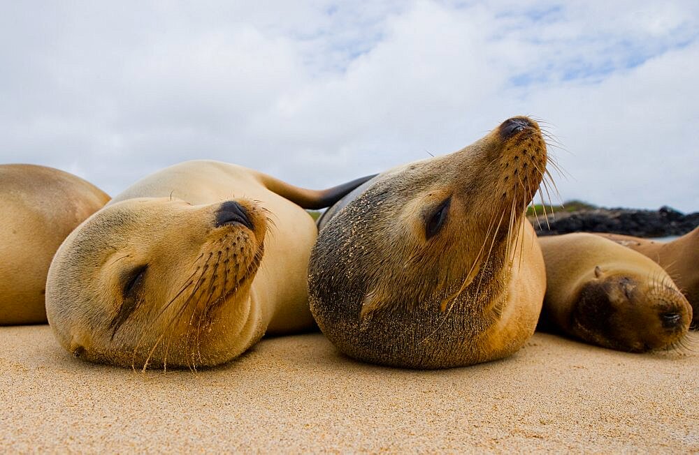 Group of Galapagos sea lions (Zalophus wollebaeki) are lying on the sand. Galapagos Islands. Pacific Ocean. Ecuador.