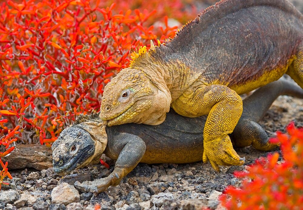 Galapagos land iguanas (Conolophus subcristatus) mating. Galapagos Islands. Pacific Ocean. Ecuador..