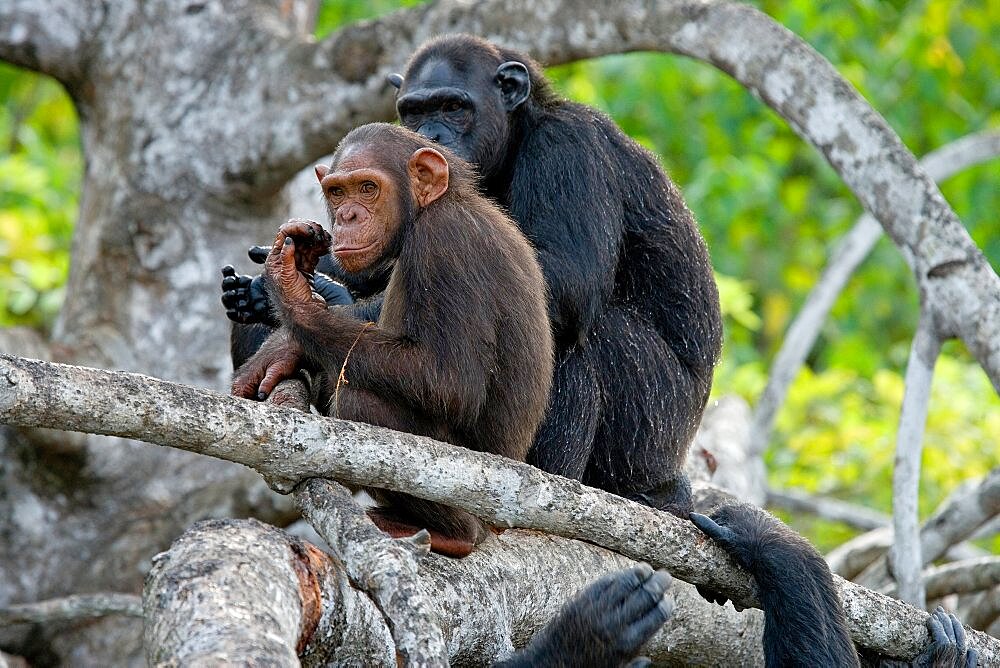 Chimpanzees (Pan troglodytes) are sitting on mangrove branches Republic of the Congo. Conkouati-Douli Reserve.