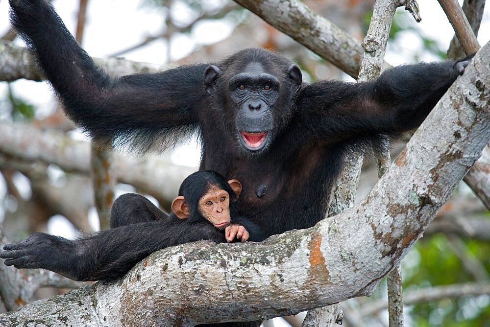 Female chimpanzee (Pan troglodytes) with a baby on mangrove trees. Republic of the Congo. Conkouati-Douli Reserve.