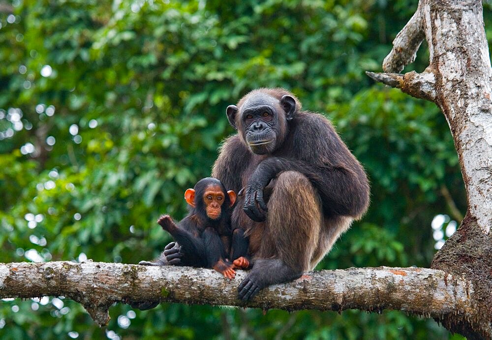 Female chimpanzee (Pan troglodytes) with a baby on mangrove trees. Republic of the Congo. Conkouati-Douli Reserve.