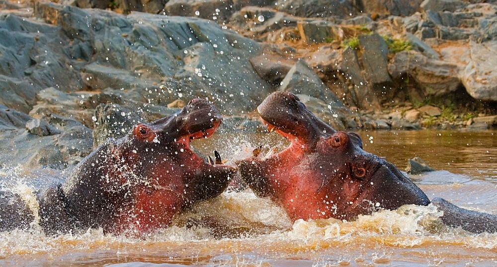 Two hippopotamus (Hippopotamus amphibius) are fighting with each other. Botswana. Okavango Delta.