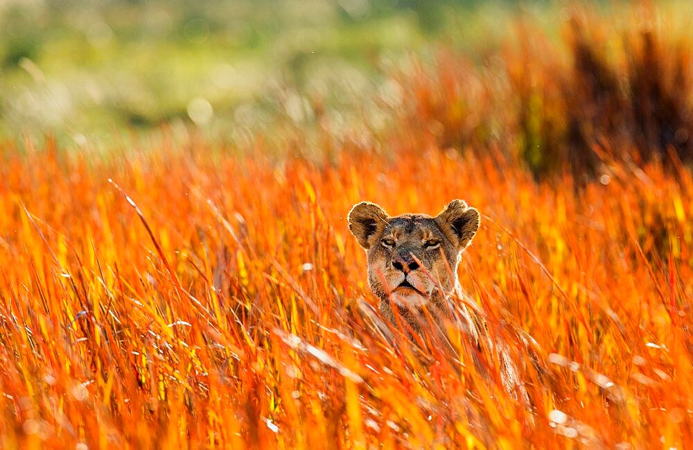 Lioness (Panthera leo) is hiding in the grass. Okavango Delta.