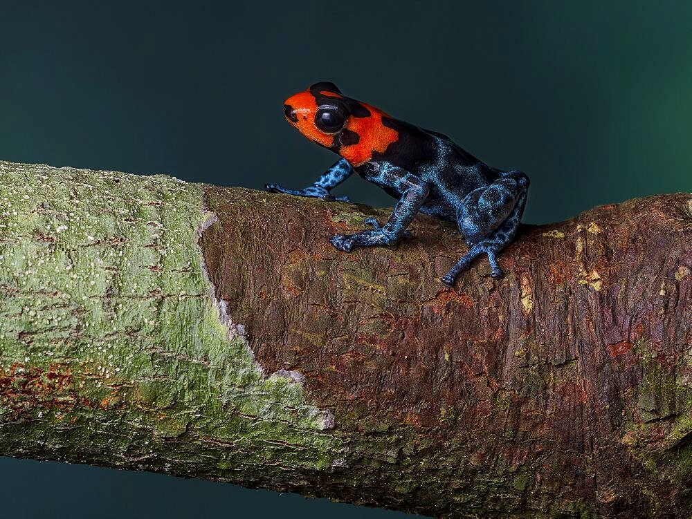 Poison frog (Ranitomeya benedicta), Peru