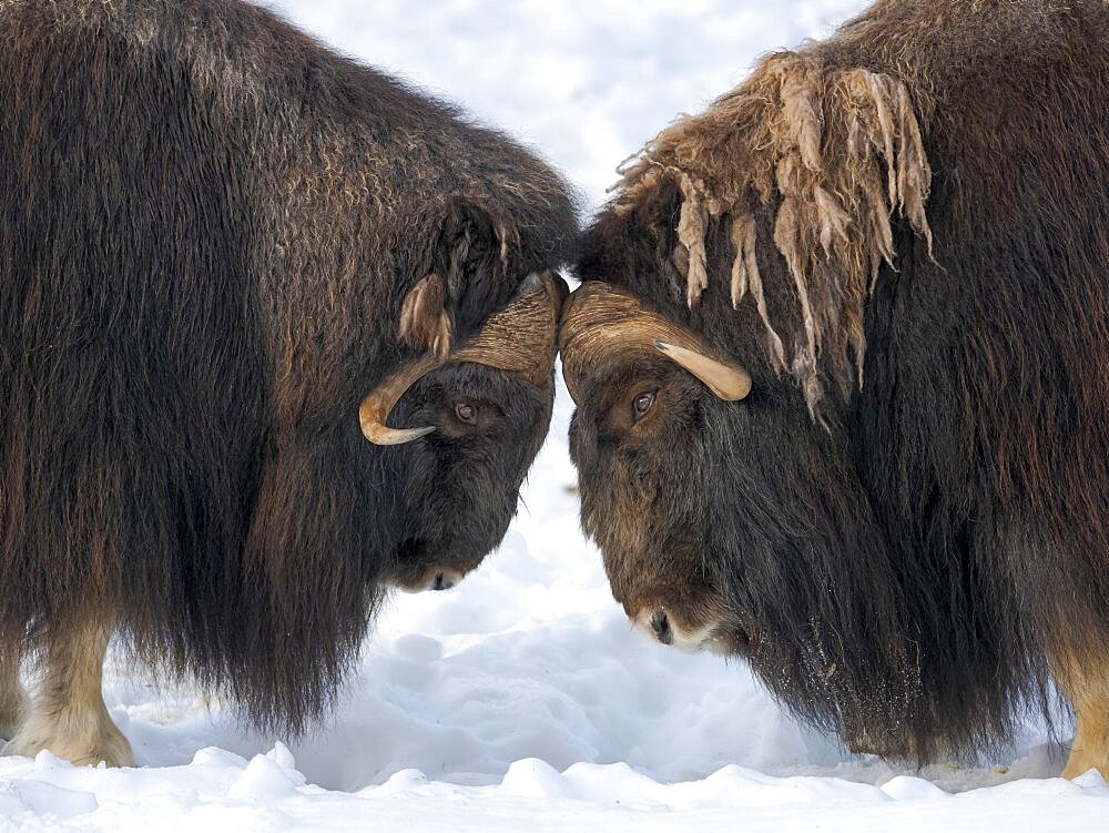 Muskox or Muskoxen (Ovibos moschatus) bulls fighting in deep snow during winter. Bardu, Polar Park, Norway, Scandinavia, Europe