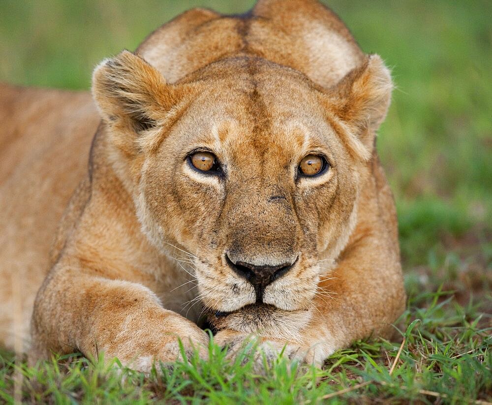 Portrait of a lioness (Panthera leo), which lies on the grass. Close-up. Uganda. East Africa.