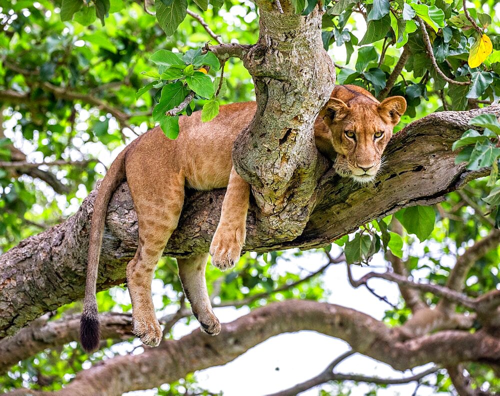 Lionesses (Panthera leo) lying on a big tree. Close-up. Uganda. East Africa.