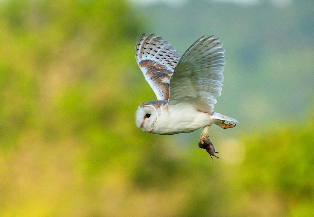 Barn owl (Tyto alba) flying with a prey in his talon, England