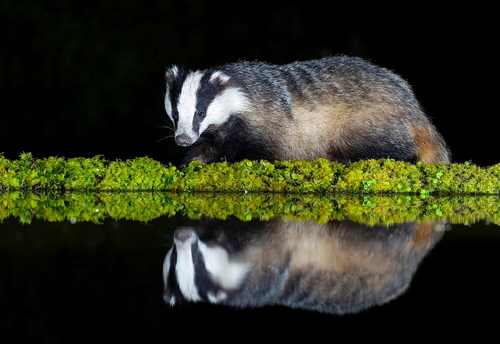 Badger (Meles meles) standing by water at night, Scotland