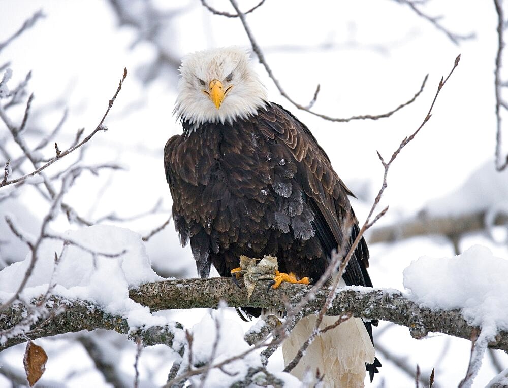 Bald eagle (Haliaeetus leucocephalus) is sitting on a tree. USA.