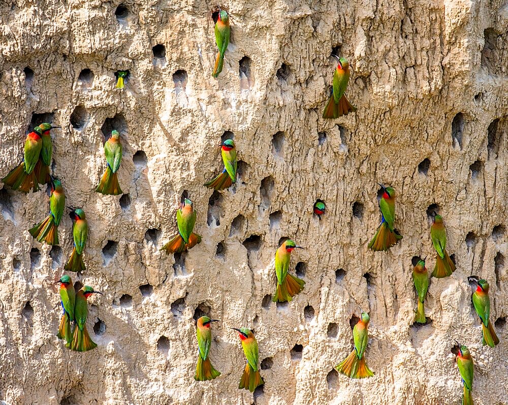 Big colony of the bee-eaters (Merops apiaster) in their burrows on a clay wall. Africa. Uganda.