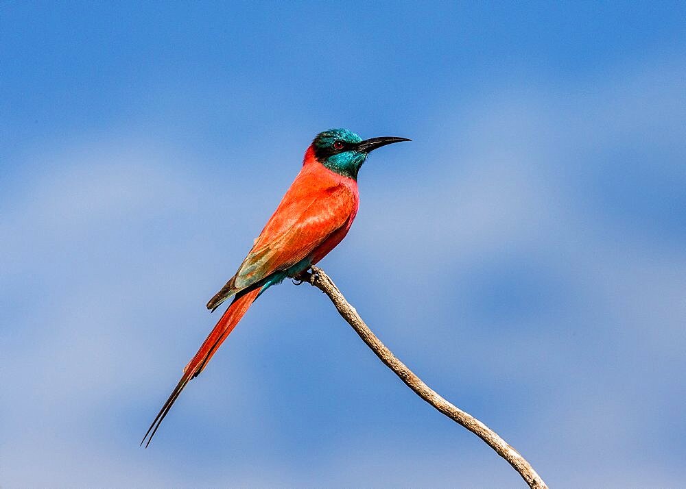 Carmine bee-eater (Merops nubicus) is sitting on a branch against a blue sky. Africa. Uganda.