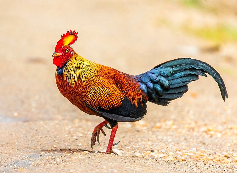 Sri Lanka Junglefowl (Galluslafayettii) is walking on the ground in the jungle. Sri Lanka. Yala National park