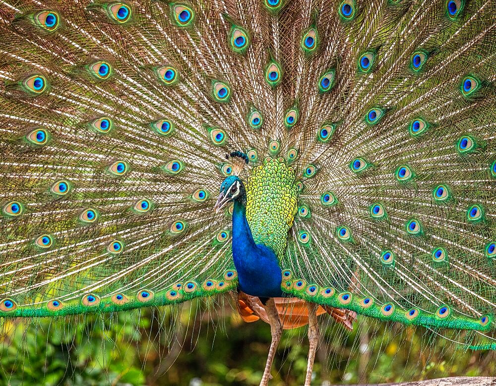 Portrait (Pavo cristatus) of a peacock on the background of his tail. Close-up. Sri Lanka. Yala National park