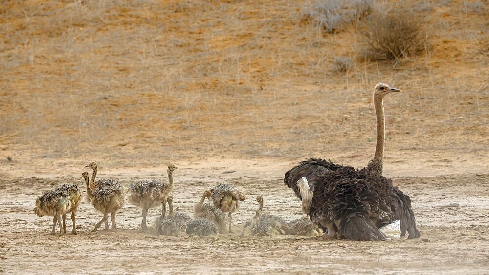 African Ostrich (Struthio camelus) female with pack of chicks grooming in sand in Kgalagadi transfrontier park, South Africa