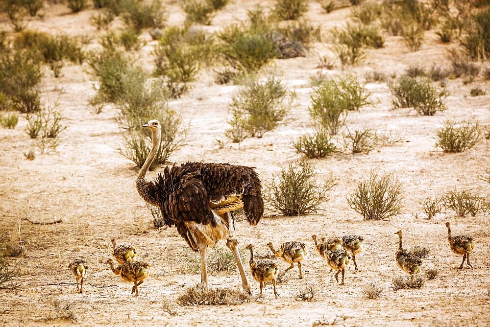 African Ostrich (Struthio camelus) female with pack of chicks in Kgalagadi transfrontier park, South Africa