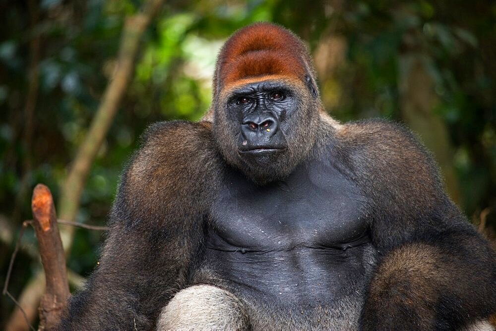 Portrait of lowland gorilla (Gorilla gorilla gorilla), Republic of the Congo