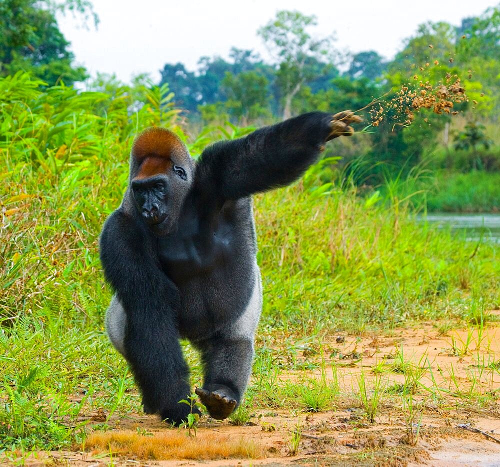 Lowland gorillas (Gorilla gorilla gorilla) in the wild. Republic of the Congo